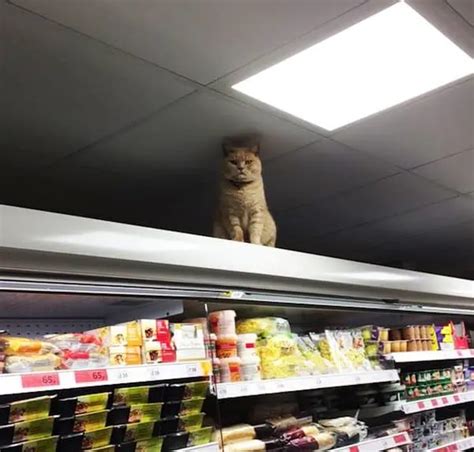 Supermarket Shoppers In London Are Being Stalked By A Fearless Feline