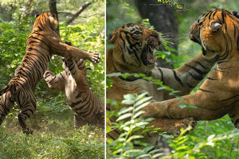 Incredible Moment Two Fully Grown Male Tigers Engage In Fierce Battle