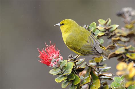 Hawaii Bird Watching A Land Of Unusual And Often Endangered Species