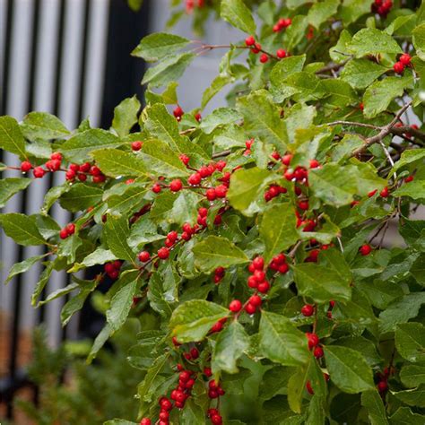 Winter Red Winterberry Plant Addicts