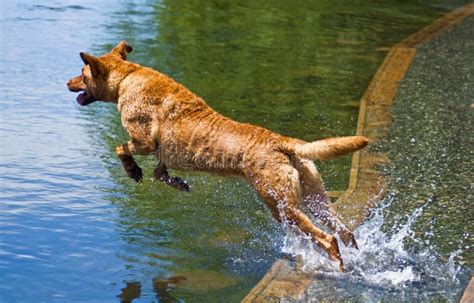 Dog Jumping Into Water Stock Photo Image Of Edge Canine 14732598