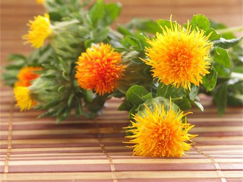 Safflower Seeds Carthamus Tinctoria 44 Seeds Garden