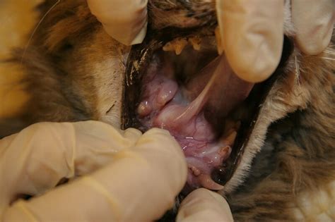 We're not trying to extend the life of a cat that's going to be suffering. Lilly Cancerous Mouth Oral Cancer Cat Smoking