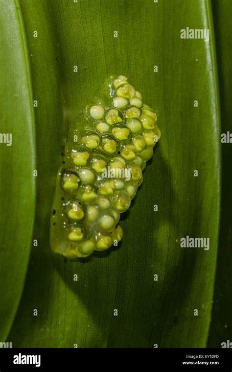 Tree Frog Eggs Hi Res Stock Photography And Images Alamy