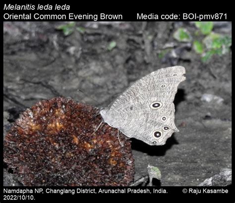 Melanitis Leda Linnaeus 1758 Common Evening Brown Butterfly