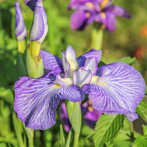 Japanese Iris Imperial Magic Easy To Grow Bulbs