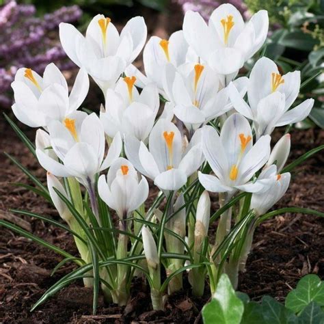 White Crocus Bulbs Почвопокровные растения Растения Весна цветение