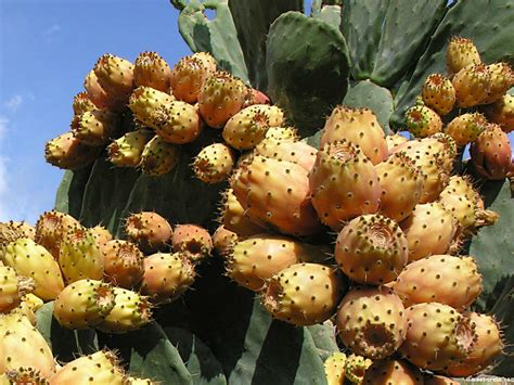 Indian Fig Opuntia A Fruit And Vegetable Rolled Up Into One Plant