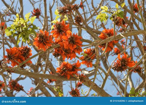 Erythrina Caffra Coral Tree Flowers With Blue Sky Stock Photo Image