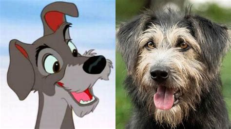 Perra De La Dama Y El Vagabundo - Perro callejero rescatado por Disney será el protagonista de “La dama y