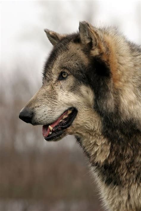 Wolf Profile Stock Photo Image Of Nature Canines Wolf 19590830