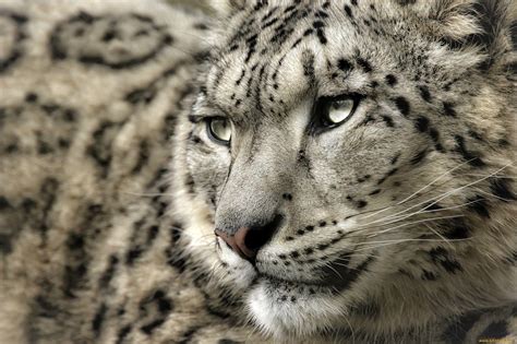 Snow Leopard Wallpapers Wallpaper Cave