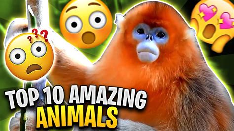 Top 10 Amazing Animals You Wont Believe Exist Youtube