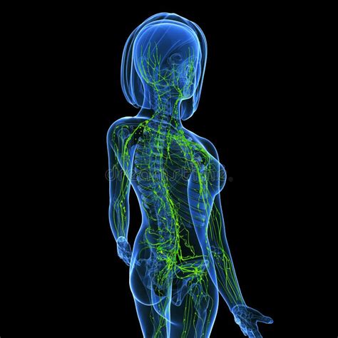 D Art Illustration Of Lymphatic System Of Female Stock Photo My XXX