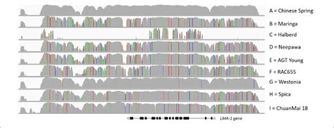 Visualization Of Snp Patterns Of The Different Allele Groups Across