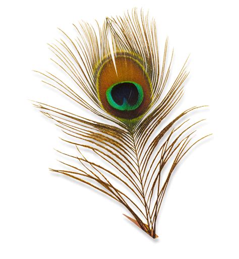 Peacock Feather images TRANSPARENT PNG png image