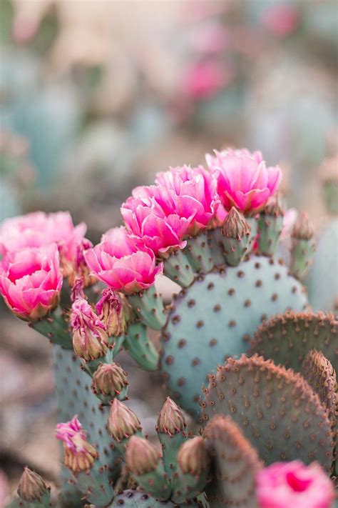 Prickly Pear Cactus Blooms Desert Print Shop Leah Hope Photography