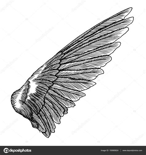 Hand Drawn Wing Sketch Stock Vector Image By ©goldenshrimp 150885624