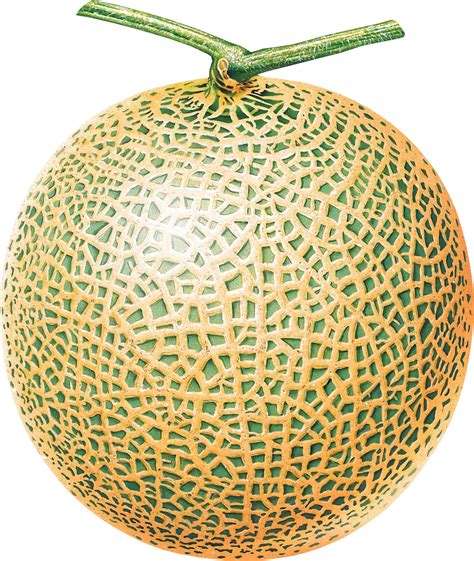 Melon Png Image For Free Download