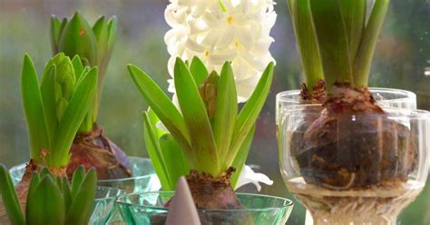 How To Grow Bulbs Indoors Guide To Get Started Organize With Sandy