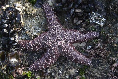 Ochre Sea Star Populations Tuva