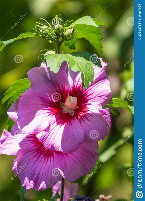 Pink Flowers Of Hibiscus Moscheutos Plant Close Up Hibiscus Moscheutos