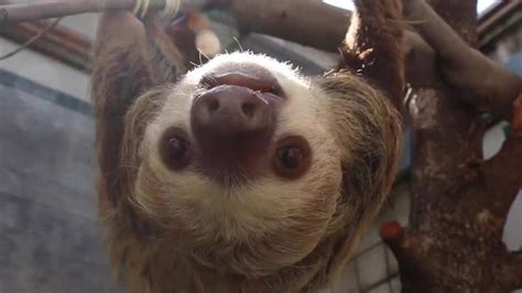 So Excited To Welcome 6 New Sloths From A Wildlife Rescue In Panama