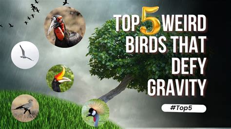 🔥 Unbelievable! Witness These Top 5 Weird Birds That Defy Gravity 🕊️