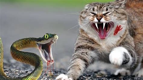 Big War Fight Cat Vs Snake Who Will Win Youtube