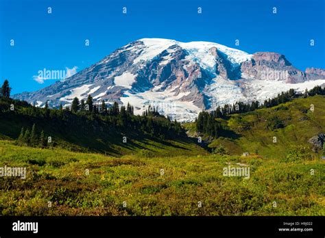 Mt Rainier Towers Over The Meadows Along The Skyline Trail Above The