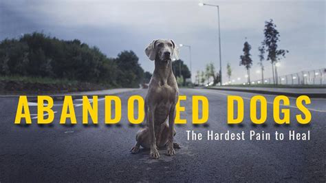 Abandoned Dogs The Hardest Pain To Heal Petmoo