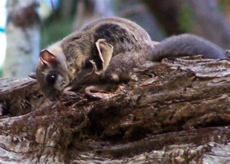 This Is Nutty 2 Flying Squirrel Species Are Really 3 Live Science