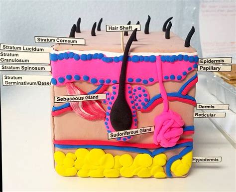 Skin Layer Project | Skin anatomy, Integumentary system project
