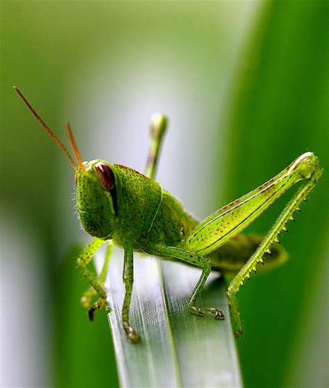 Verde Green Life Green Day Insect Photography Beautiful World