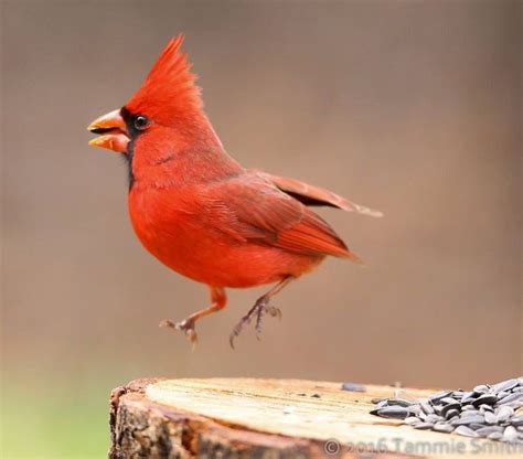 Pin By Joni Fogle On Cardinals Bird Watching Wild Birds Animals