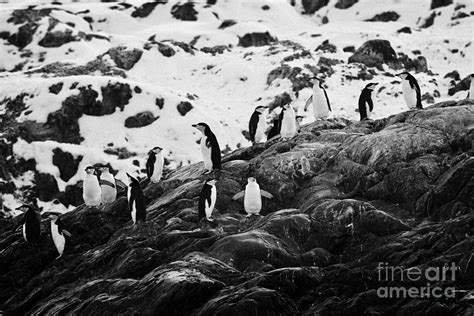 Chinstrap Penguin Colony On Rocks At Cierva Cove Antarctica Photograph