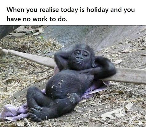 Funny Pictures Memes And Your Daily Dose Of Laughter Monkeys Funny