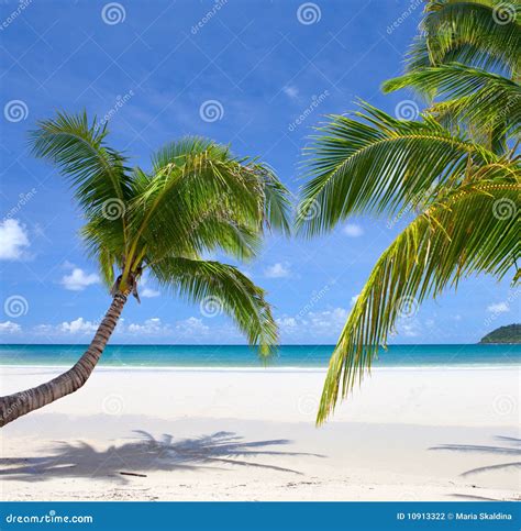 Tropical Scene Stock Photo Image Of Background Paradise 10913322