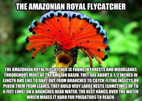 20 Bizarre Animals Youve Probably Never Heard Of