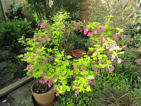 Ribes Sanguineum Brocklebankii My Garden We Had Yet Ano Flickr