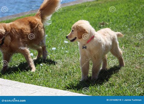 Golden Retriever Puppy Plays With Mother Stock Photo Image Of