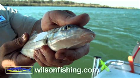 How To Catch Whiting Youtube
