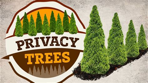 Privacy Trees Fast Growing Privacy Trees Plantingtree™ Youtube