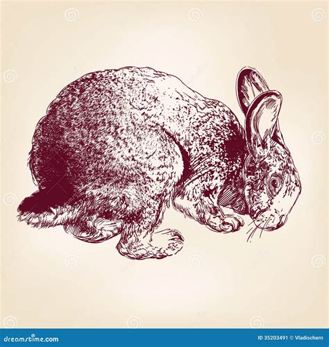 Bunny Hand Drawn Vector Llustration Sketch Stock Image Image 35203491