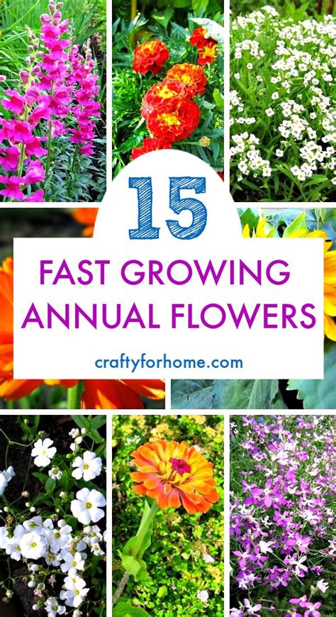 Most annual flower seeds are easy to start indoors, and by starting your own bedding plants, you'll not only save money, but you'll also be able to grow hundreds of cultivars and unusual species not available at the garden transplant the seedlings outdoors after all danger of frost has passed. 15 Easy To Grow Annual Flowers From Seed in 2020 | Annual ...