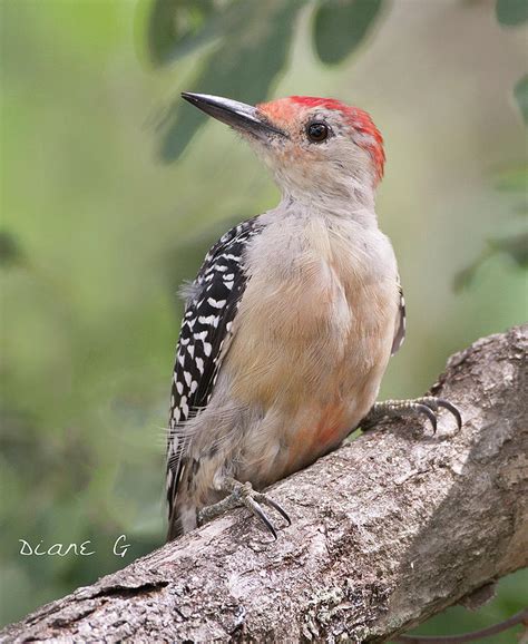 Female Red Bellied Woodpecker Photograph By Diane Giurco Pixels