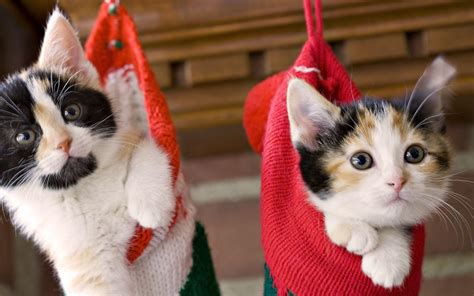 Kitten For Christmas Wallpapers Wallpaper Cave