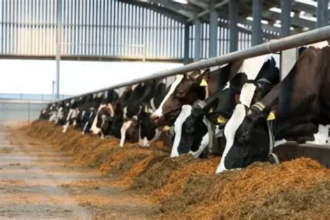 كيفية تغذية المزارعين الأبقار
