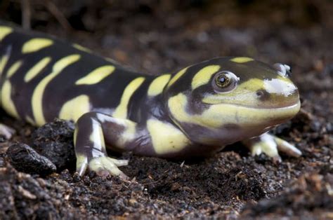 The Different Types Of Salamanders That You Can Keep As Pets Patchpets