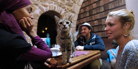 America Is Finally Getting Its First Cat Cafes Huffpost